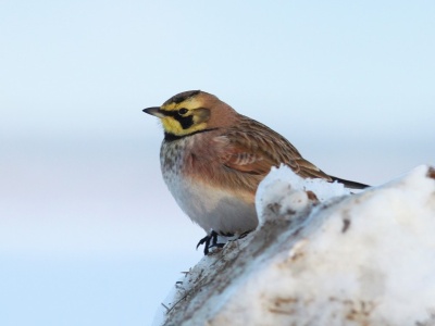 Horned Lark