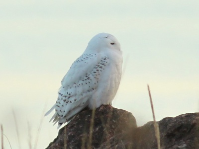 Snowy Owl